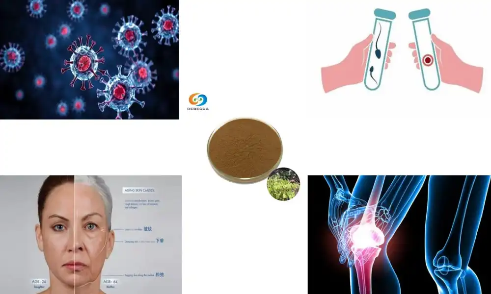 Epimedium Extract: Traditional Chinese Medicine Meets Modern Wellness
